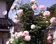 雑草対策・砂利