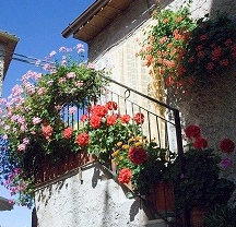 バラの薬剤散布・黒点病