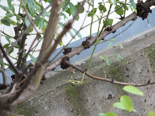 バラの枝にできたこぶ(山崎造園)