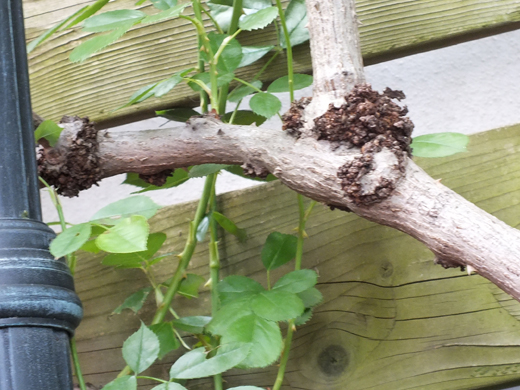 根頭がん腫病(山崎造園)