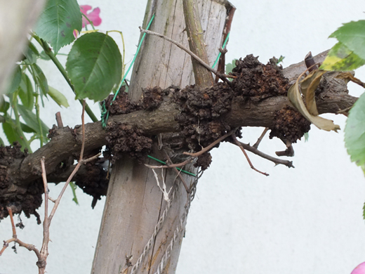 バラの病気(山崎造園)