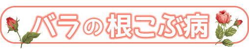 バラの根こぶ病(山崎造園)