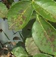 バラの病気・黒点病(山崎造園)