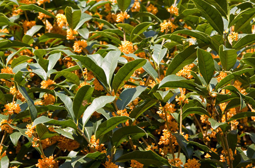 キンモクセイ(金木犀)の満開・金木犀の手入れ(山崎造園)