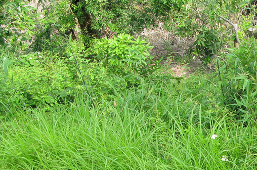 草抜き・雑草の庭