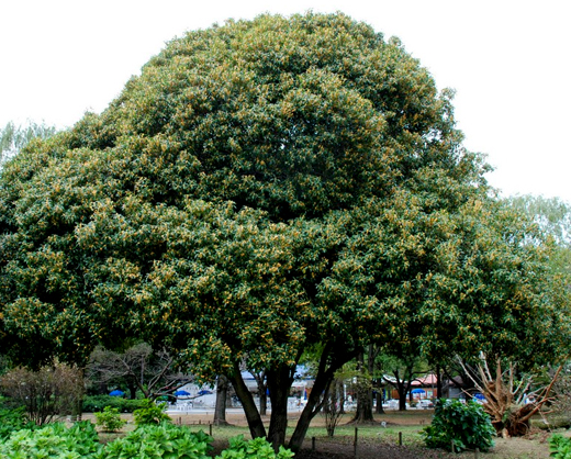 キンモクセイ(金木犀)の樹形