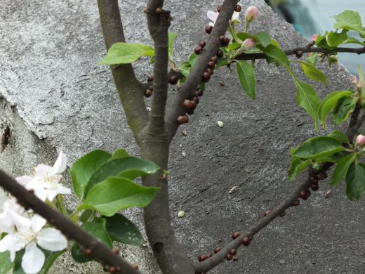 カイガラムシ(吸汁性害虫)の被害・山崎造園(宍粟市)