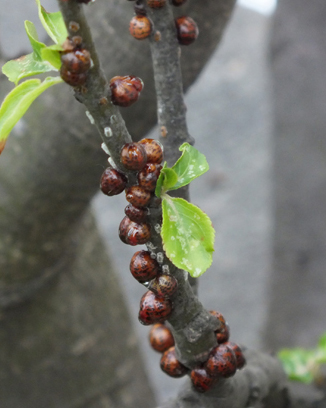 タマカタカイガラムシ(カタカイガラムシ科)山崎造園