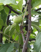 実が付いている姫りんごの枝に害虫が発生(山崎造園)
