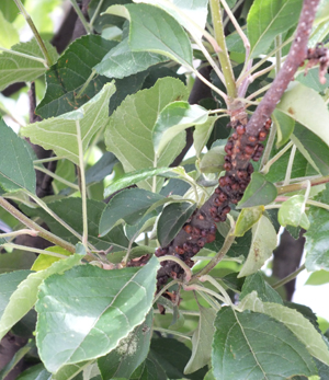 姫りんごの害虫対策・植え替え・タマカタカイガラムシが発生(山崎造園)