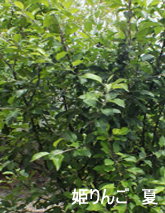 剪定前の姫りんご(夏)