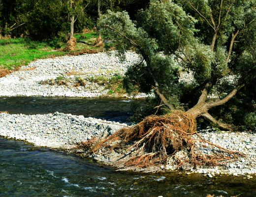 台風被害・倒木