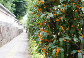 金木犀の生け垣・地域の景観