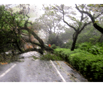 強風によって倒れた木の撤去作業