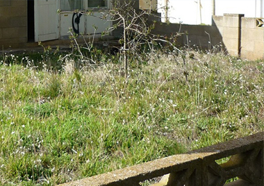 雑草がボウボウの庭