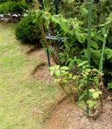 芝生のエッジング