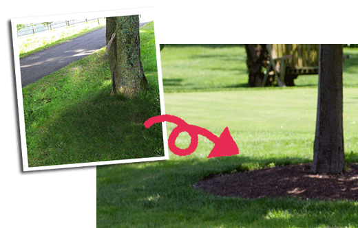 芝生が木の根元まで生えたところには芝生のエッジングを行う