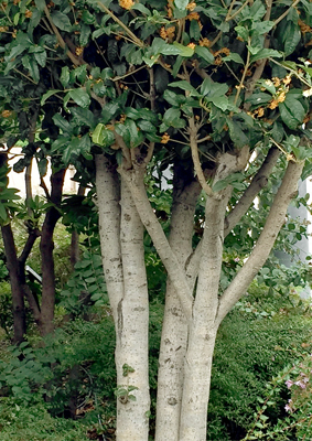金木犀の植栽・剪定・管理