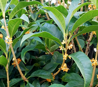 剪定前のキンモクセイ