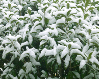 耐寒性がやや弱い冬の金木犀