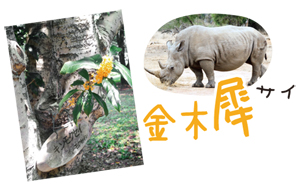 キンモクセイの名前・漢字の由来