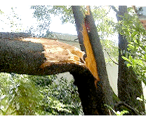 暴風で亀裂が入った枝