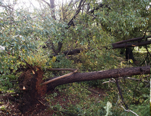 庭木の台風対策・備え・台風の被害にあった樹木(山崎造園・兵庫県宍粟市)