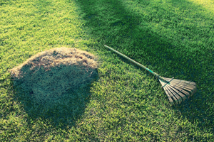 芝生の手入れサッチング作業