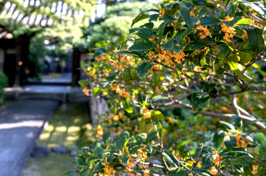 キンモクセイの植栽・剪定・手入れ(山崎造園・兵庫県宍粟市)