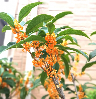 キンモクセイ(金木犀)は縁起樹・金婚式の祝い樹