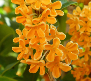 キンモクセイ(金木犀)の花のカタチ