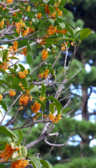 金木犀(キンモクセイ)の花後・剪定する枝