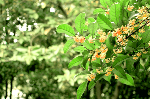 キンモクセイ(金木犀)の庭木