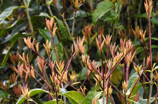 金木犀(キンモクセイ)の手入れ・剪定・育て方・特徴・キンモクセイの若葉