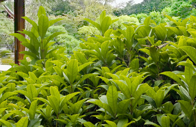 金木犀(キンモクセイ)の葉・常緑樹