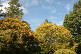 公園樹のキンモクセイ(金木犀)(宍粟市)