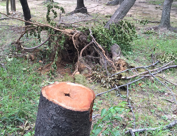 台風の被害・庭木の撤去・復旧作業(山崎造園・兵庫県宍粟市)