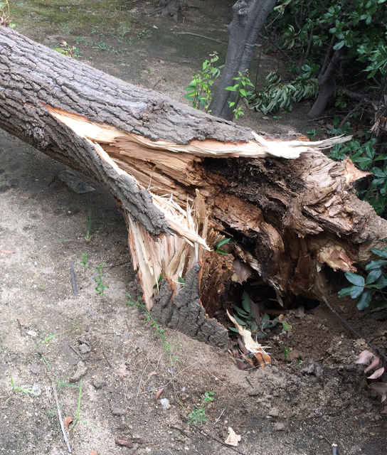 台風の被害・傷枝の伐採(山崎造園