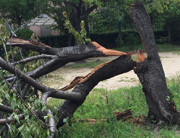 台風で折れた枝