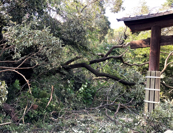 台風で倒れた木の処理・エクステリア外構工事(山崎造園・兵庫県宍粟市)