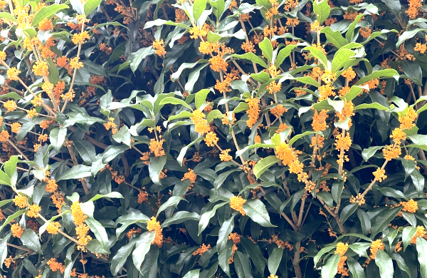 枝が混み合っているキンモクセイ