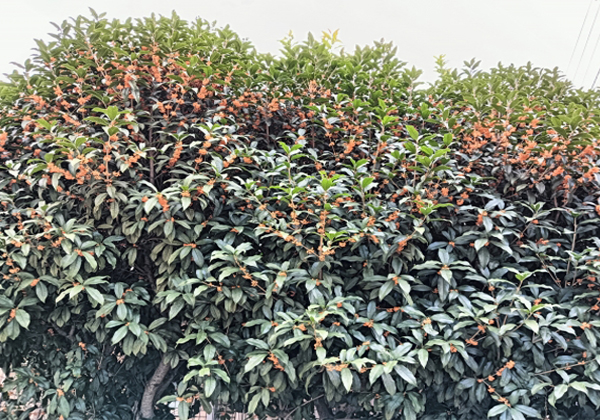 花付きが悪い古い枝のキンモクセイ