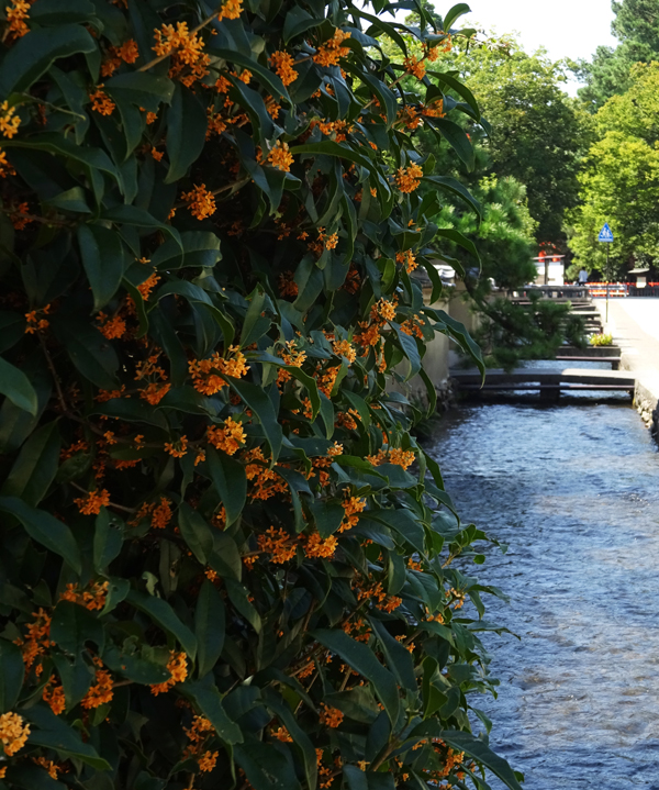 金木犀(キンモクセイ)の植栽・剪定・手入れ(山崎造園・兵庫県宍粟市)