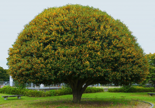 キンモクセイの大木