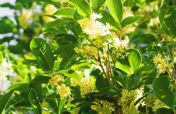ウスギモクセイ(薄黄木犀)の花