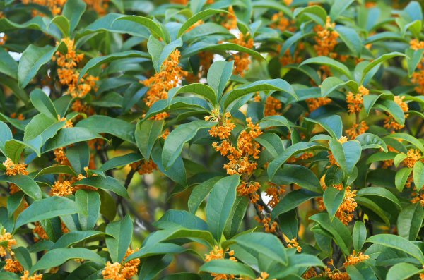 キンモクセイの植栽・剪定・手入れ(山崎造園・兵庫県宍粟市)
