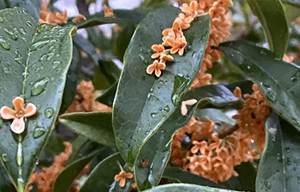 金木犀の開花時期の遅れ