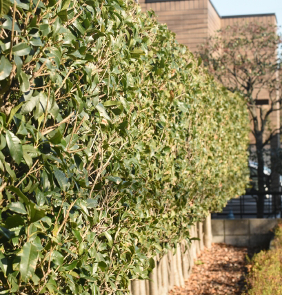 キンモクセイ(金木犀)の生垣