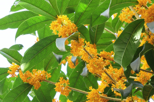 金木犀(キンモクセイ)の葉の特徴