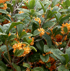 キンモクセイ(金木犀)とギンモクセイ(銀木犀)、ウスギモクセイ(薄黄木犀)との違い・特徴